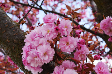 Cerezos en flor rosa.