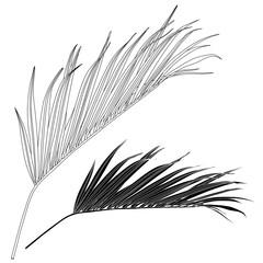 Coconut palm leaves by hand drawing and sketch with line-art isolated on white backgrounds.