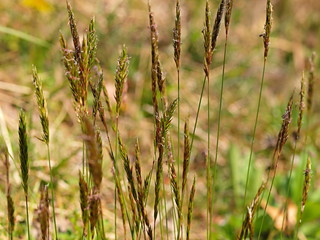 土手のハルガヤ