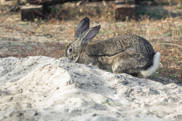 Portrait of a big beautiful rabbit in the yard