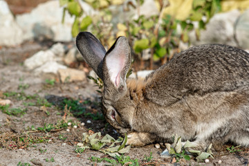 Portrait of a big beautiful rabbit in the yard