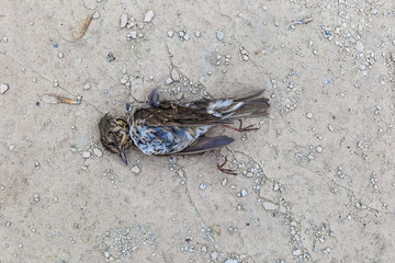 Dead bird on concrete floor