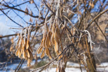 Seeds of maple covered with hoarfrost