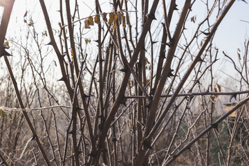 Acacia needles covered with hoarfrost. Nature in winter.