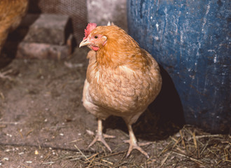 Chickens on the farm. Toned, style, color photo