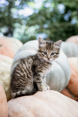 Cute gray kitten sitting on a pile of pumpkins