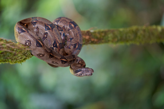 Boa Constrictor (Boa constrictor)
