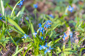 Blue snowdrop flowers in early spring in the forest