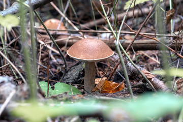 Mushroom leccinum in the forest, close up.