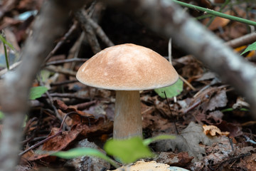 Mushroom leccinum in the forest, close up.