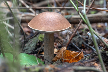 Mushroom leccinum in the forest, close up.