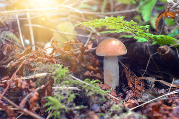 Mushroom leccinum in the forest, close up.