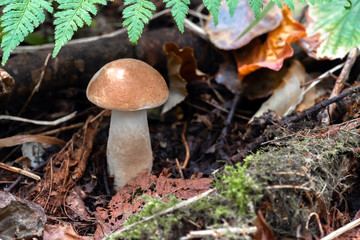 Mushroom leccinum in the forest, close up.