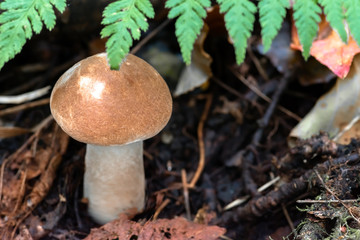 Mushroom leccinum in the forest, close up.