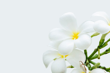 White plumeria flowers on isolated white background.