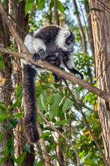 Black-and-white ruffed lemur, Varecia variegata, in its natural environment in Madagascar