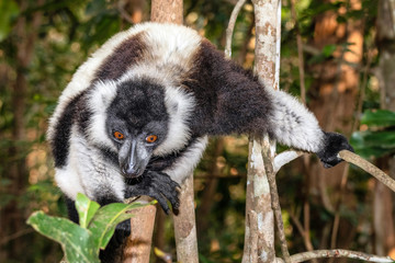 Black-and-white ruffed lemur, Varecia variegata, in its natural environment in Madagascar