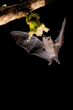 Pallas's long-tongued bat (Glossophaga soricina)