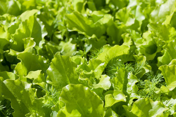 lettuce in the garden