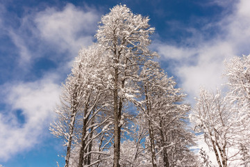trees in the snow against the blue sky
