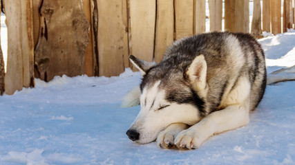 beautiful husky dog in the snow