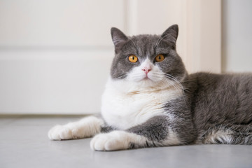 Fototapeta na wymiar Cute British short-haired cat, indoor shooting
