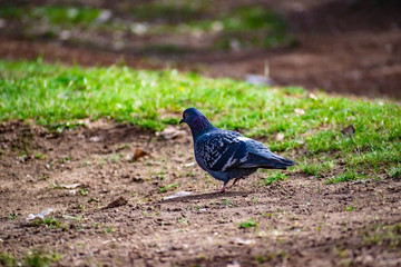 Beautiful and colorful dove. Blue bird of the pigeon family. Walks in the spring through the woods on the ground and grass in the light of a Sunny sunset.