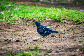 Beautiful and colorful dove. Blue bird of the pigeon family. Walks in the spring through the woods on the ground and grass in the light of a Sunny sunset.