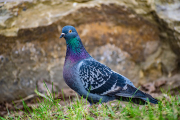 Beautiful and colorful dove. Blue bird of the pigeon family. Walks in the spring through the woods on the ground and grass in the light of a Sunny sunset.