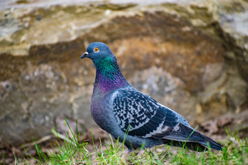 Obraz premium Beautiful and colorful dove. Blue bird of the pigeon family. Walks in the spring through the woods on the ground and grass in the light of a Sunny sunset.