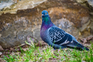 Beautiful and colorful dove. Blue bird of the pigeon family. Walks in the spring through the woods on the ground and grass in the light of a Sunny sunset.