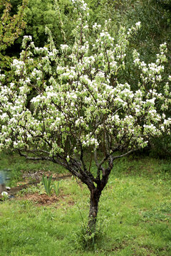 quittenbaum mit vielen sch&ouml;nen bl&uuml;ten im fr&uuml;hling 