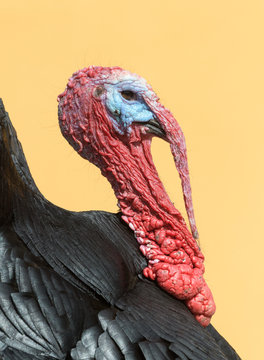 Turkey