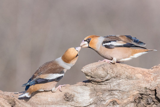 Hawfinch (Coccothraustes coccothraustes) kissing
