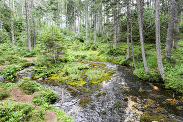 Fototapeta na wymiar Brook in the pine forest, inflowing in Grüner See. Austria.
