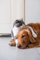 British short-haired cat holds golden Retriever dog