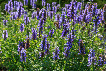 Closeup of violet flower bushes in the sun, summer landscape, background