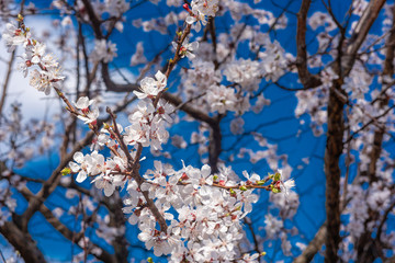 The beautiful spring blossoming apricot tree