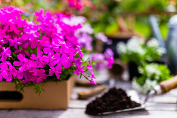 Seedlings of colorful flowers for planting in the garden. 