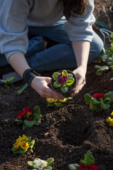 Plant the flower in the garden