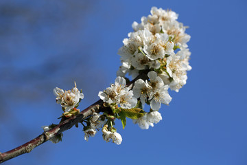 Kirschblüte