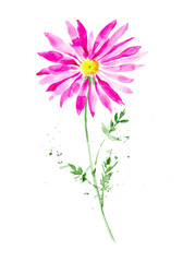 Abstract watercolor pink Chamomile pyrethrum illustration. Isolated on white background