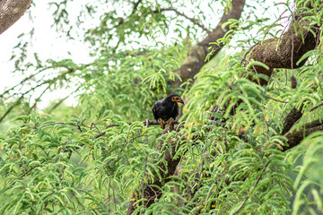 Chicken sticks to the tree branches
