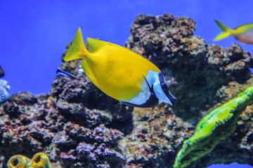Fish Siganus vulpinus swims on coral background in blue water
