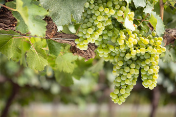White wine grapes on vine branch, close up