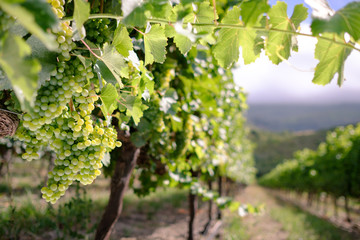 Grapevine loaded with bunches of white wine grapes in vineyard