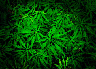 Obraz premium Japanese maple (acer palmatum) leaves close up in spring - green type