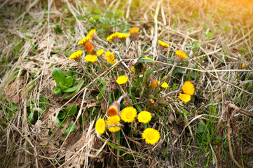 Beautiful spring flowers background. Field whith yellow spring flowers