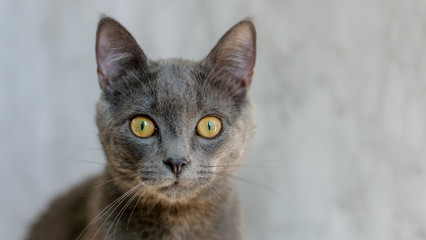 portrait of a gray kitten