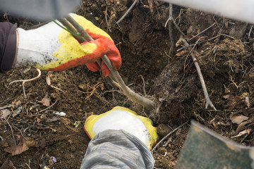 Obraz premium A man shovel digs the ground and plant the tree.
